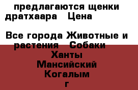 предлагаются щенки дратхаара › Цена ­ 20 000 - Все города Животные и растения » Собаки   . Ханты-Мансийский,Когалым г.